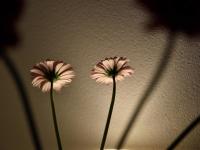 Schaduw bloemen